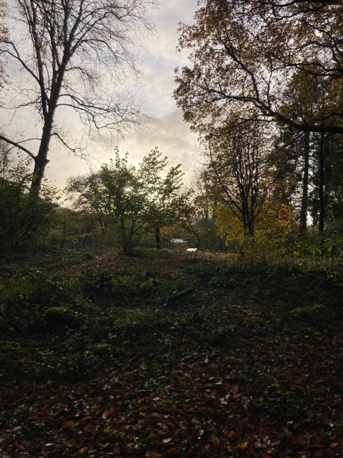 Honey Bee Cabin Llandysul Εξωτερικό φωτογραφία