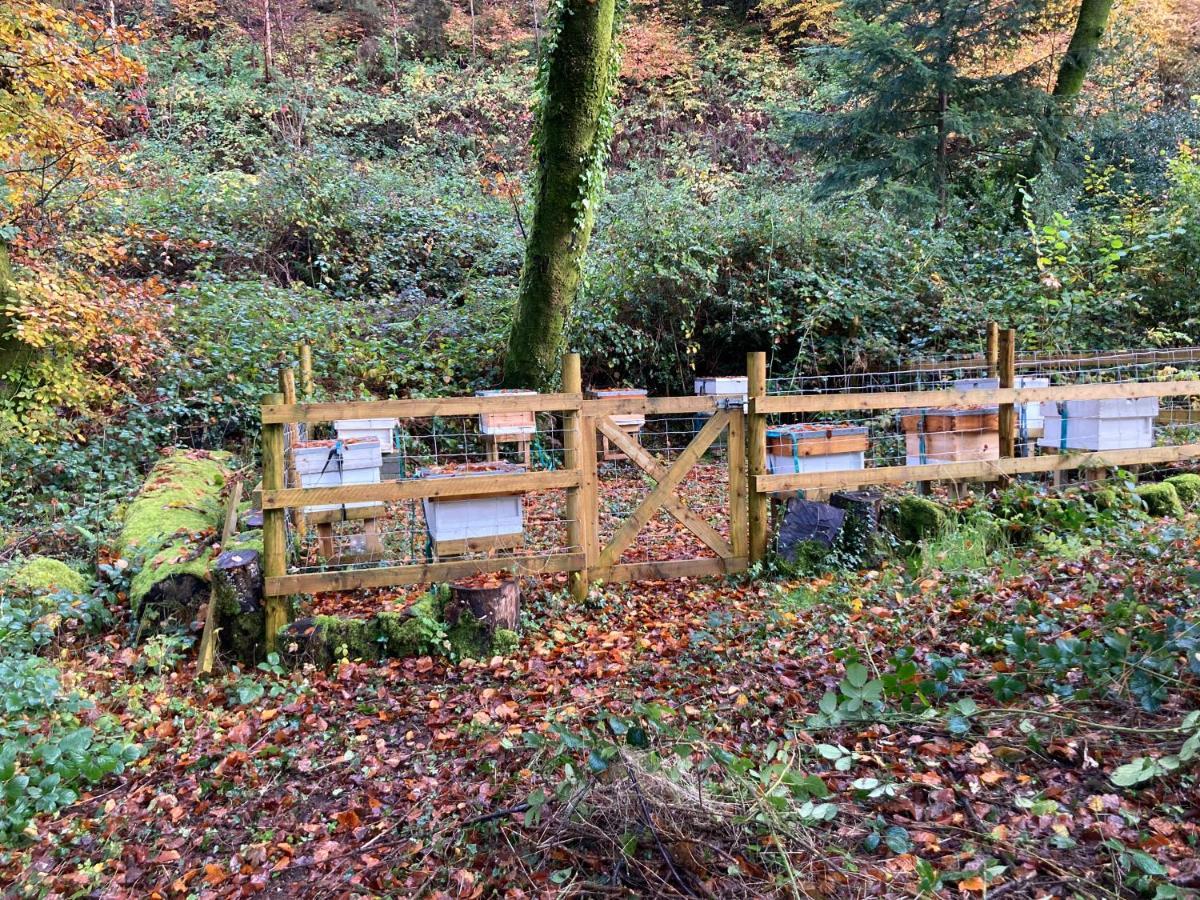 Honey Bee Cabin Llandysul Εξωτερικό φωτογραφία